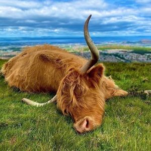 Meet your Posher, Norma